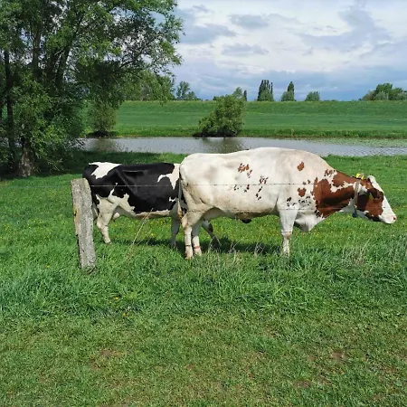 Rose In Seele Baumeln Lassen * Rees