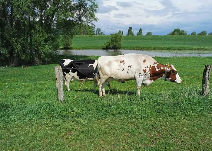 Rose In Seele Baumeln Lassen * 里斯